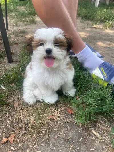 Adopting a Furry Friend? Meet Our Adorable Shih Tzu Pups!, View more