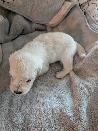 Beautiful English Cream golden retriever (white), View more