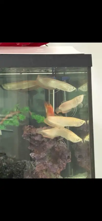 Albino Arowana, View more