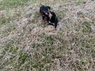 Rottweiler puppies ( 2 females left ), View more