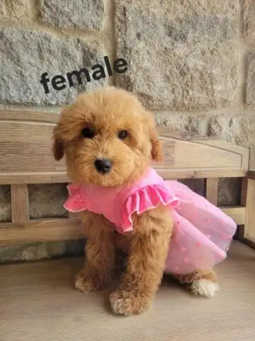 MINI F1B GOLDENDOODLE in Dogs & Puppies for Rehoming in Owen Sound - Image 3