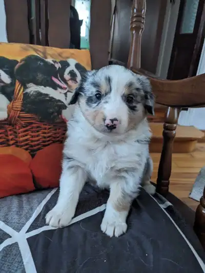 Chiots Berger australien pure race, View more