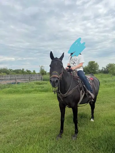 Purebred Egyptian Arabian Gelding, View more