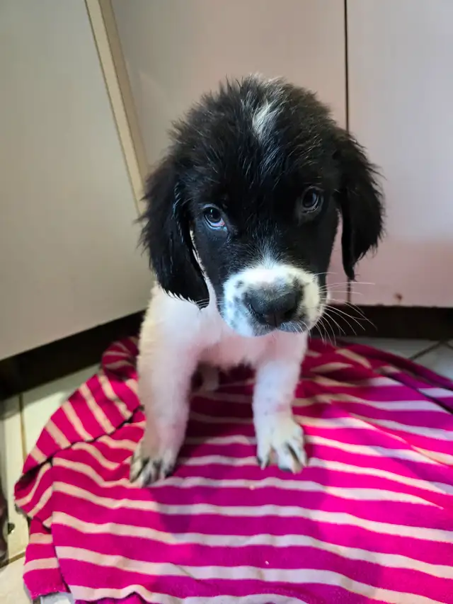 Chiot Terre-Neuve / Saint-Bernard - Vacciné / Vermifugé / Microp in Dogs & Puppies for Rehoming in Drummondville - Image 4