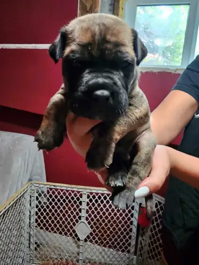 Cane corso/ bull dog Puppies, View more
