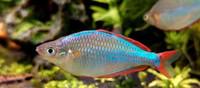 dwarf rainbow fish 