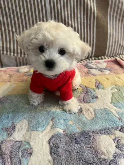 Teacup Bichon Puppy, View more
