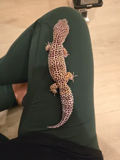 Leopard gecko with everything you need to bring home, View more