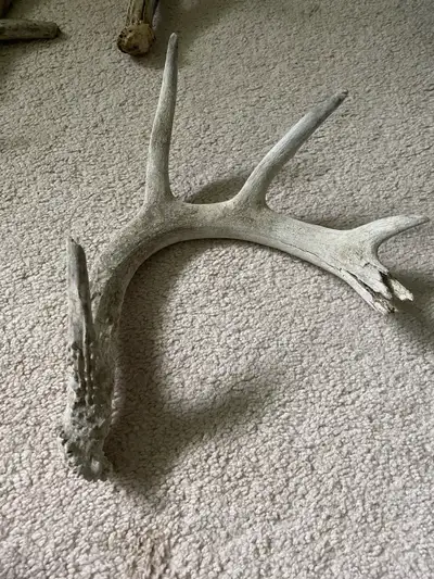 Naturally shed deer antler. Chalk condition.