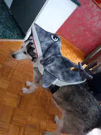 Costume pour chien