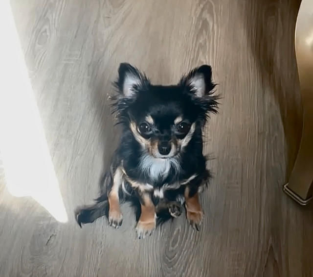 Long Haired Chihuahua in Other in Regina