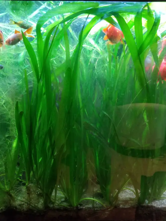 Vallisneria Aquarium plants in Fish for Rehoming in Calgary - Image 4