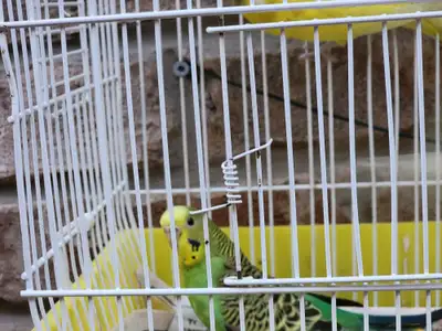 Breeding pair of Budgies with a Baby., View more