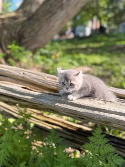 Chaton près à l’adoption , View more