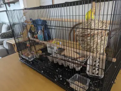 Parakeet Pair of Budgies with Cage, View more