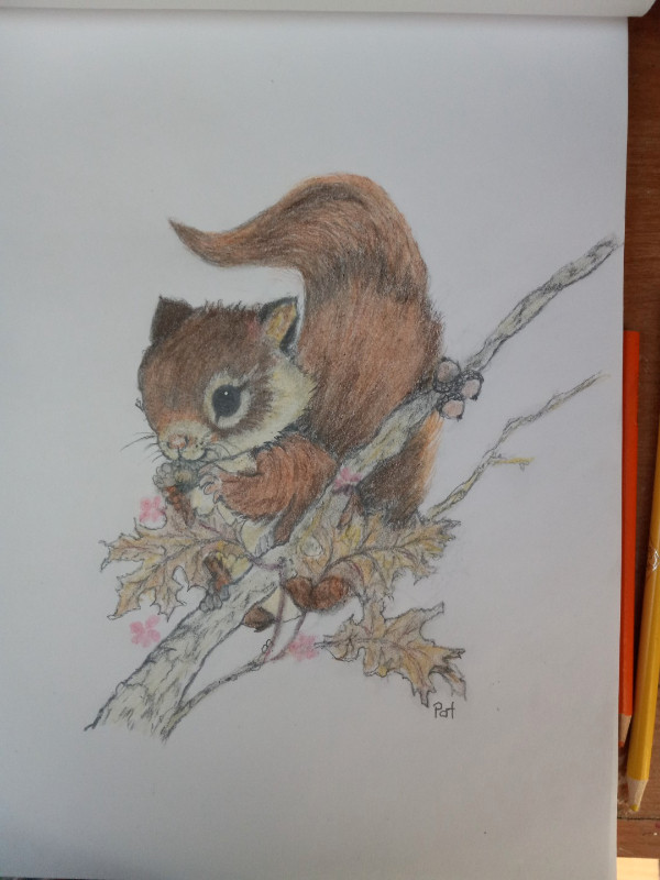 Dessin mignon d’un écureuil, Cute Drawing of a squirrel! dans Art et objets de collection  à Ville de Montréal - Image 4