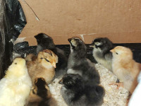 BYM Chick's for sale