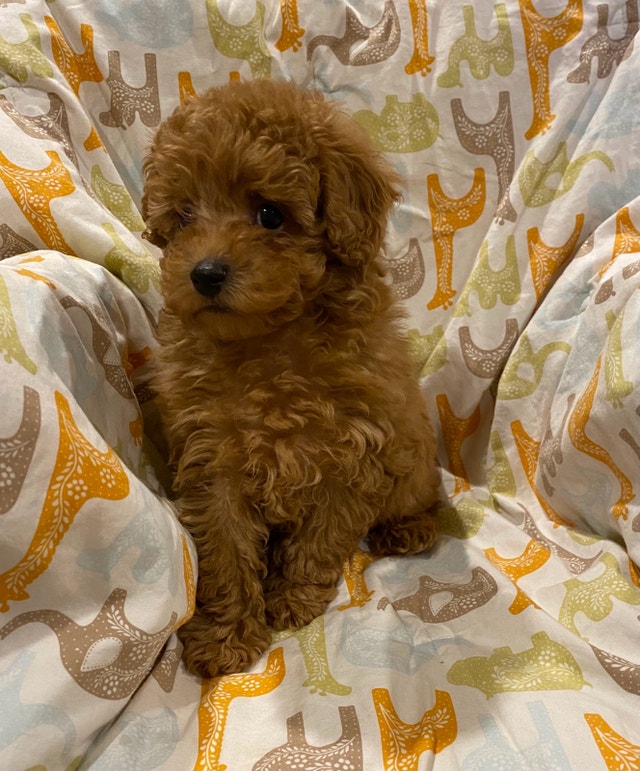 Toy poodles(last one) Dogs & Puppies for Rehoming Windsor Region