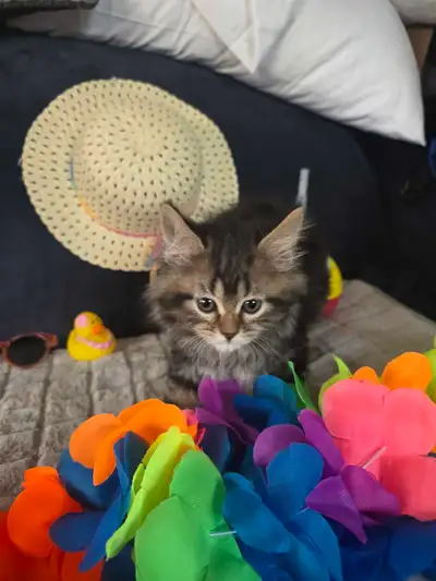 sweet super tiny kittens for sale, View more