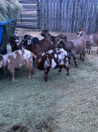 Doelings and Wethers for sale. 