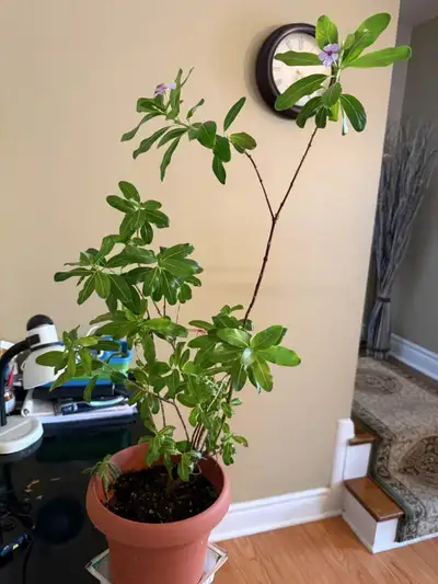 Catharanthus roseus（Madagascar periwinkle）, View more