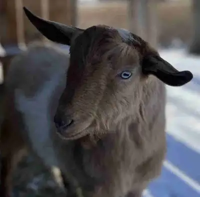 Goat Stud Service, View more