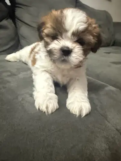 Shih Tzu Puppies, View more