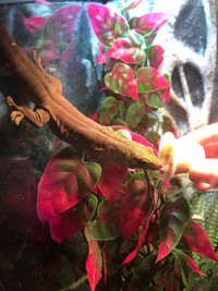 Gecko Diurne Phelsuma Standingi avec grand terrarium Exo Terra