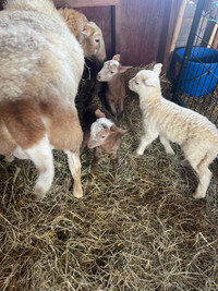Pet Kathadin ewe with 2 babies