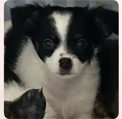 Pure Race 2 magnifiques Males  Chihuahuas à Poils Longs, View more