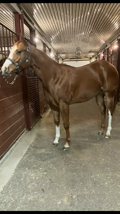 AQHA Two Year Old Gelding For Sale, View more