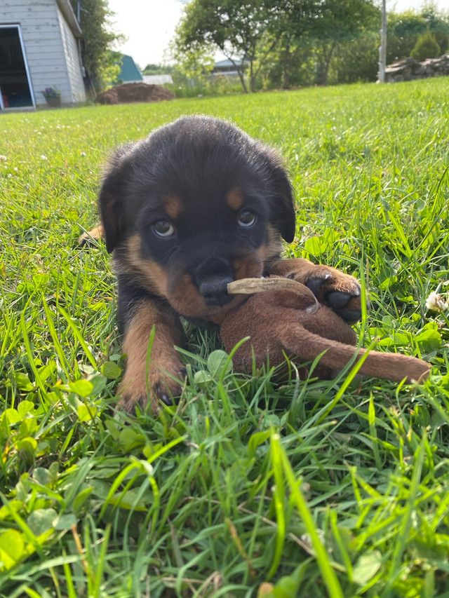 chiots rottweiler dans Chiens et chiots à adopter  à Granby - Image 2