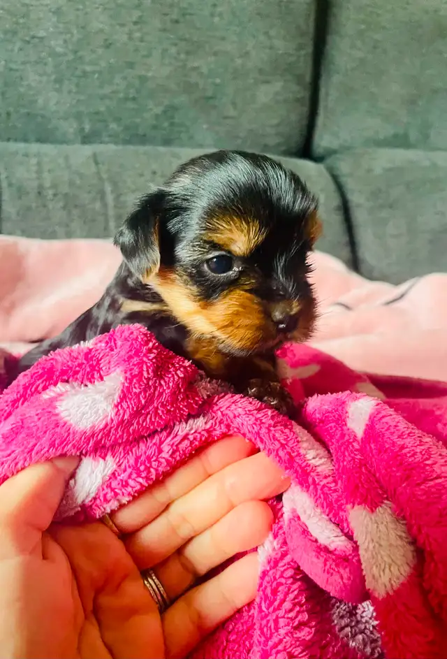 100% beautiful Pure Yorkshire Terrier puppies one left girls in Dogs & Puppies for Rehoming in Markham / York Region - Image 8