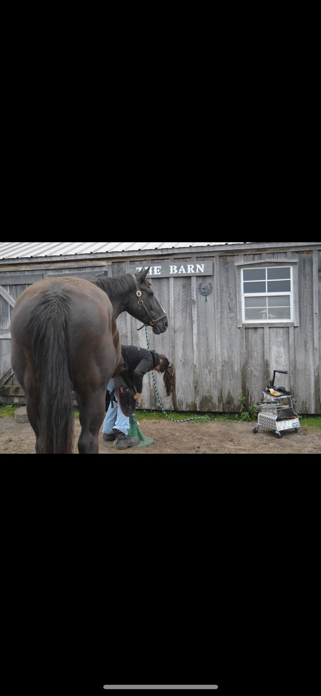 Farrier Services in Horses & Ponies for Rehoming in Ottawa - Image 2