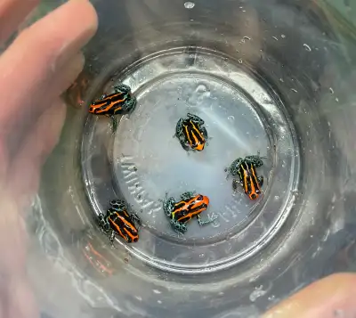 Ranitomeya amazonica "Iquitos Red/Orange", View more