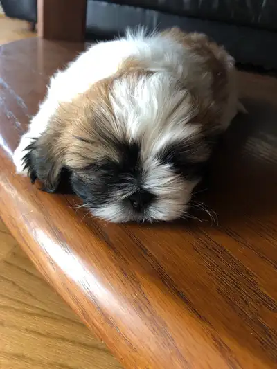 Adorable Shih Tzu Puppies READY TO GO, View more
