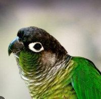 Looking for male green cheek conure