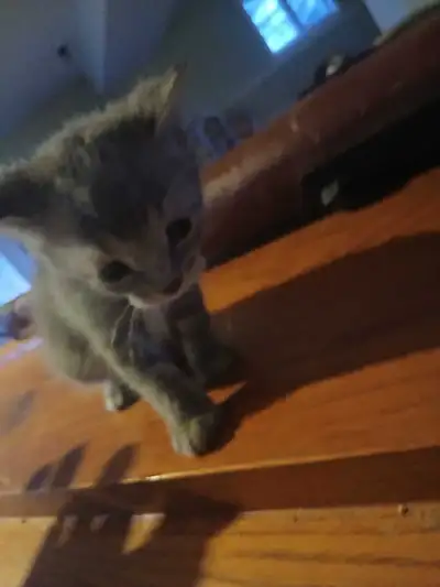 kittens for sale, View more