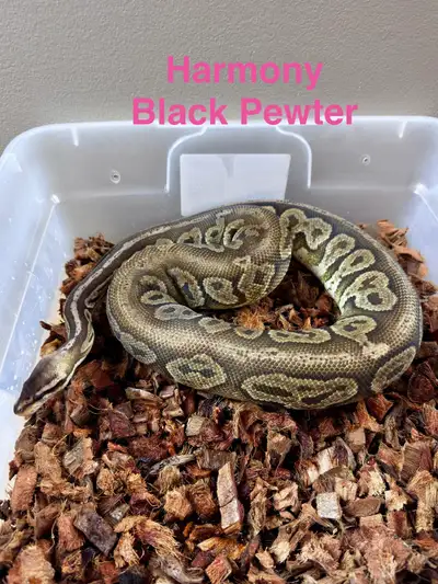 Ball Pythons - Many to Choose From, View more