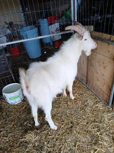 Sannen purebred Male goat, View more