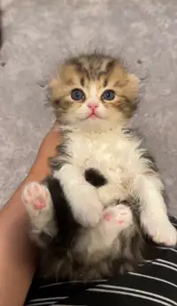 Persian Scottish mix kitten 