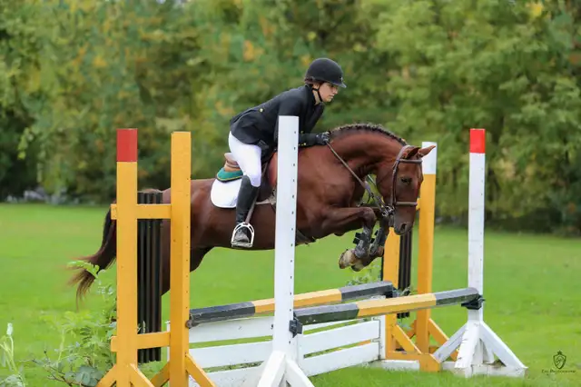 Horseback riding lessons64567882134146120