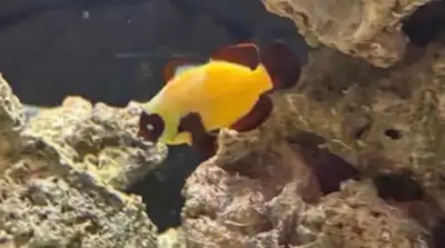One Golden Nugget Clown Fish, View more