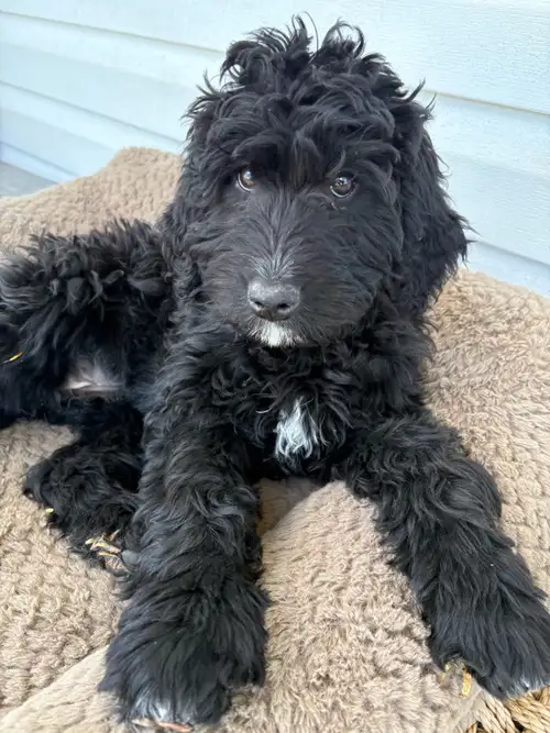 1 puppy left and 12 weeks old & ready to go a new family!! Tuxedo yellow collar- has a quiet and swe...