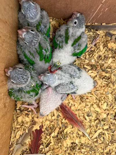 Tame, hand fed, green-cheeked conure babies, View more