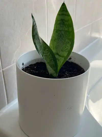 Snake Plant, View more