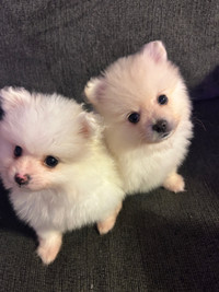 Tiny Purebred Pomeranian Puppies 