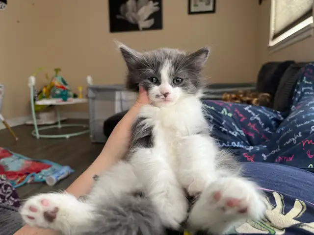 last ragdoll kitten in Cats & Kittens for Rehoming in City of Toronto - Image 2
