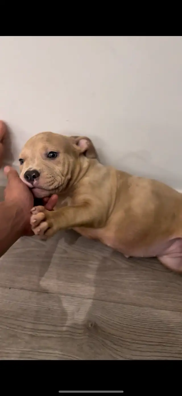 1 female pup mrle in Dogs & Puppies for Rehoming in Markham / York Region - Image 3