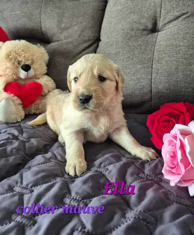 Adorables Chiots Golden Retriever, View more
